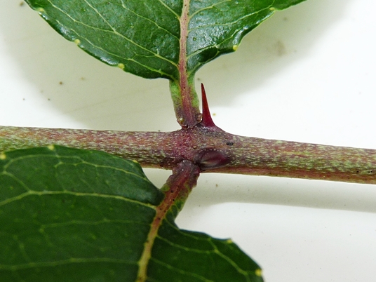 {Zanthoxylum clava-herculis}